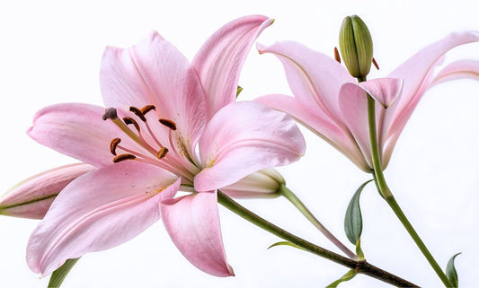 The Language of Japanese Beauty